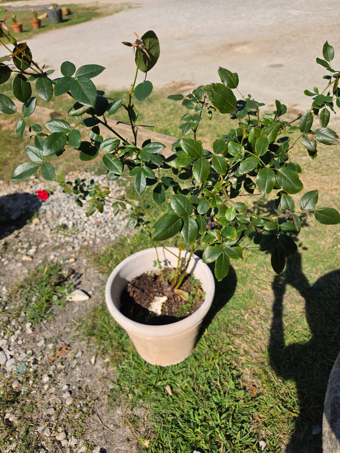 Plastic Planter w/Rose Bush