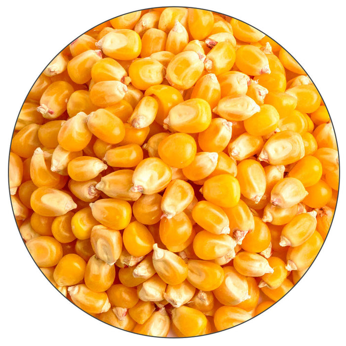 Pile of malted corn