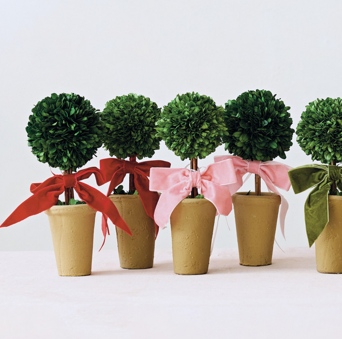 Dried Boxwood Tree in Terra-Cotta Pot w/ Velvet Bow - 13 Hub Lane   |  Tabletop Trees