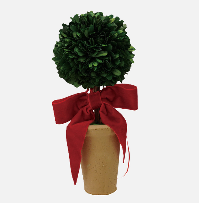 Dried Boxwood Tree in Terra-Cotta Pot w/ Velvet Bow - 13 Hub Lane   |  Tabletop Trees