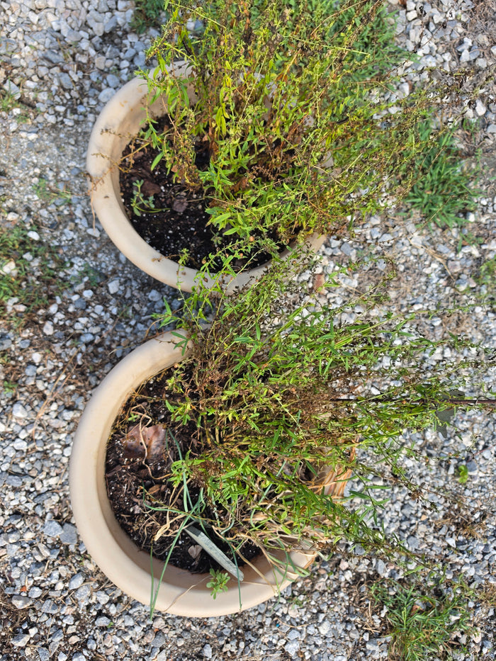 Pair of Plastic Planters w/Live Plants