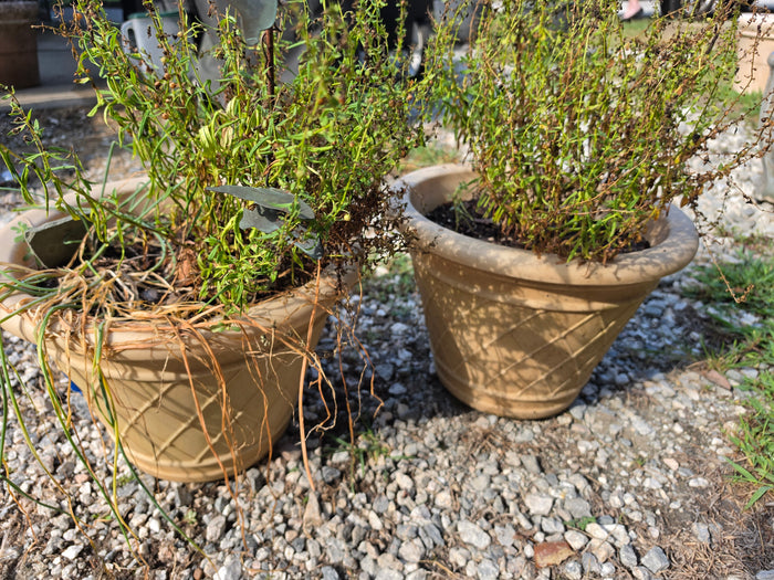 Pair of Plastic Planters w/Live Plants
