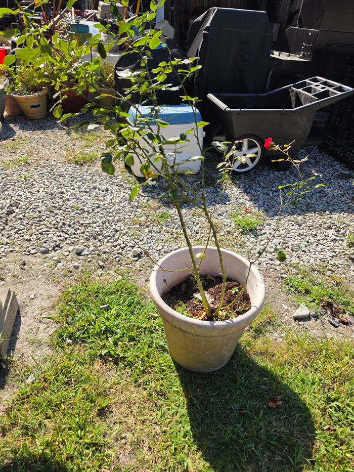 Plastic Planter w/Rose Bush