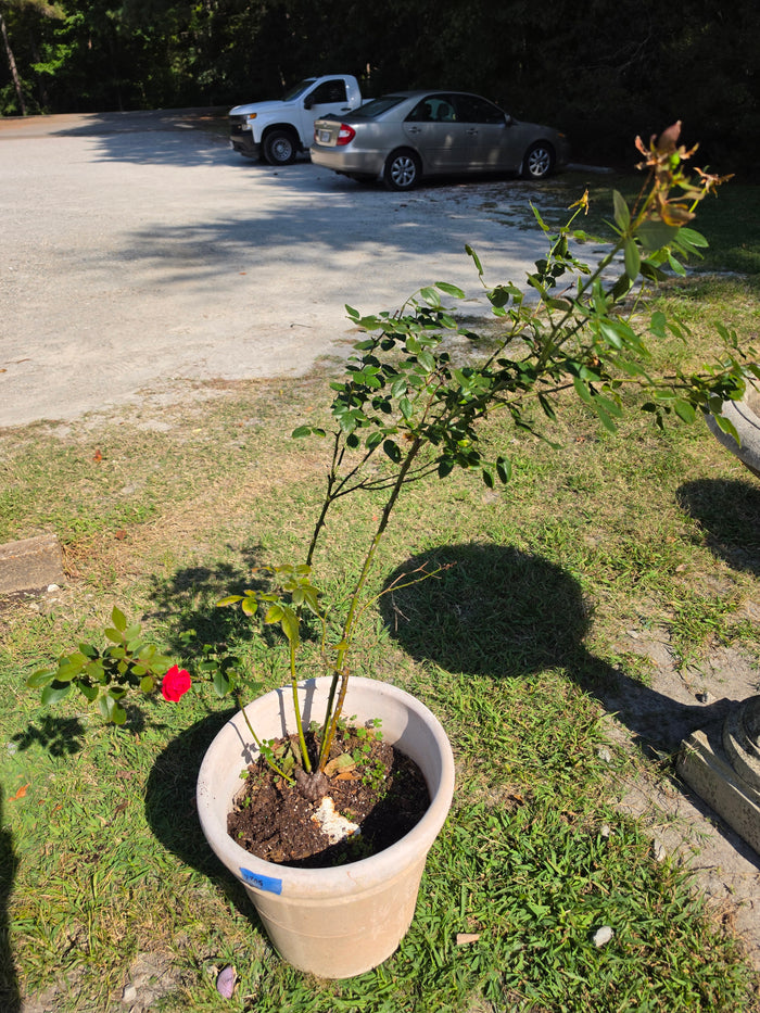 Plastic Planter w/Rose Bush