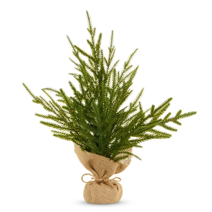 potted norfolk