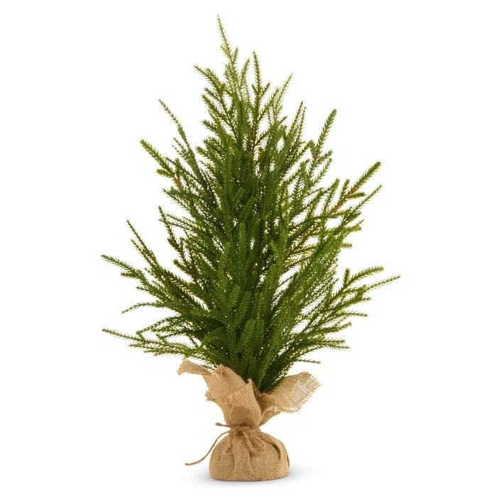 potted norfolk