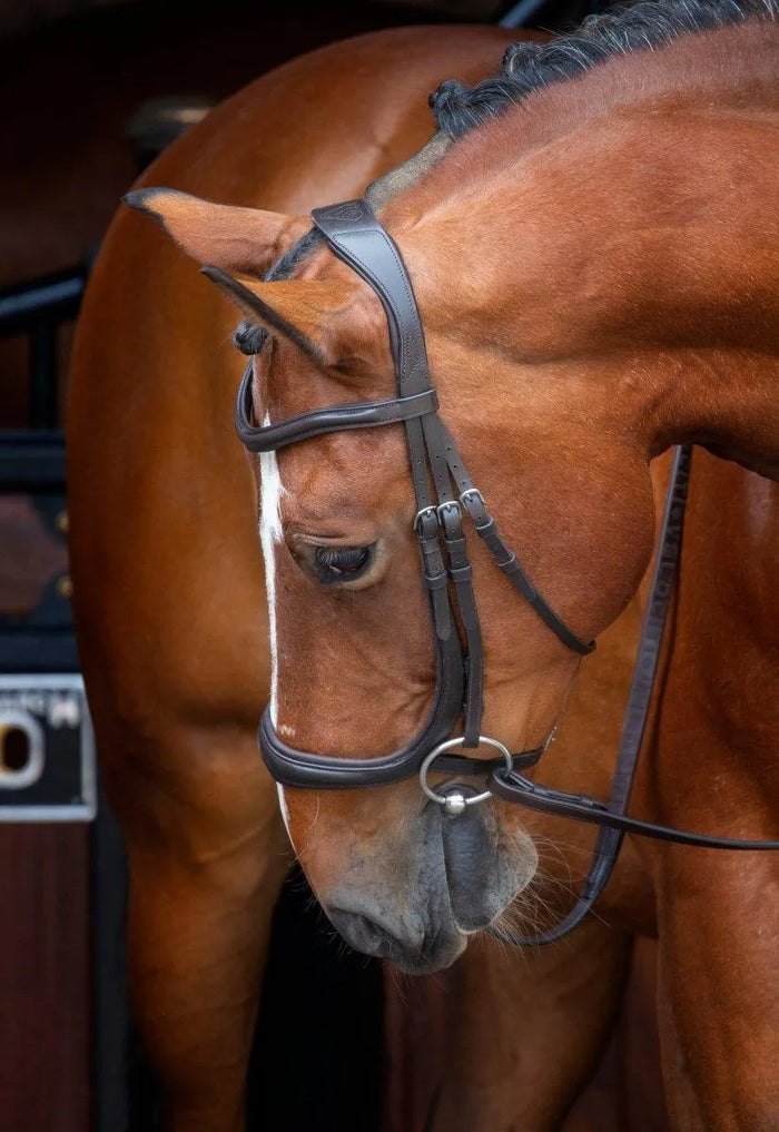 RAPIDA Ergononic Cavesson Bridle - Black - Cob