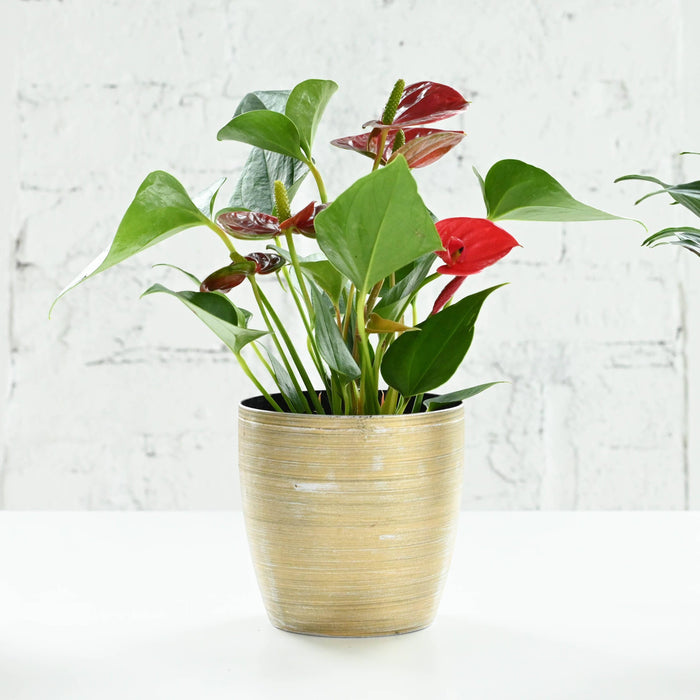 Thorsen's Greenhouse - 4" Decorative Pot Cover for Plants